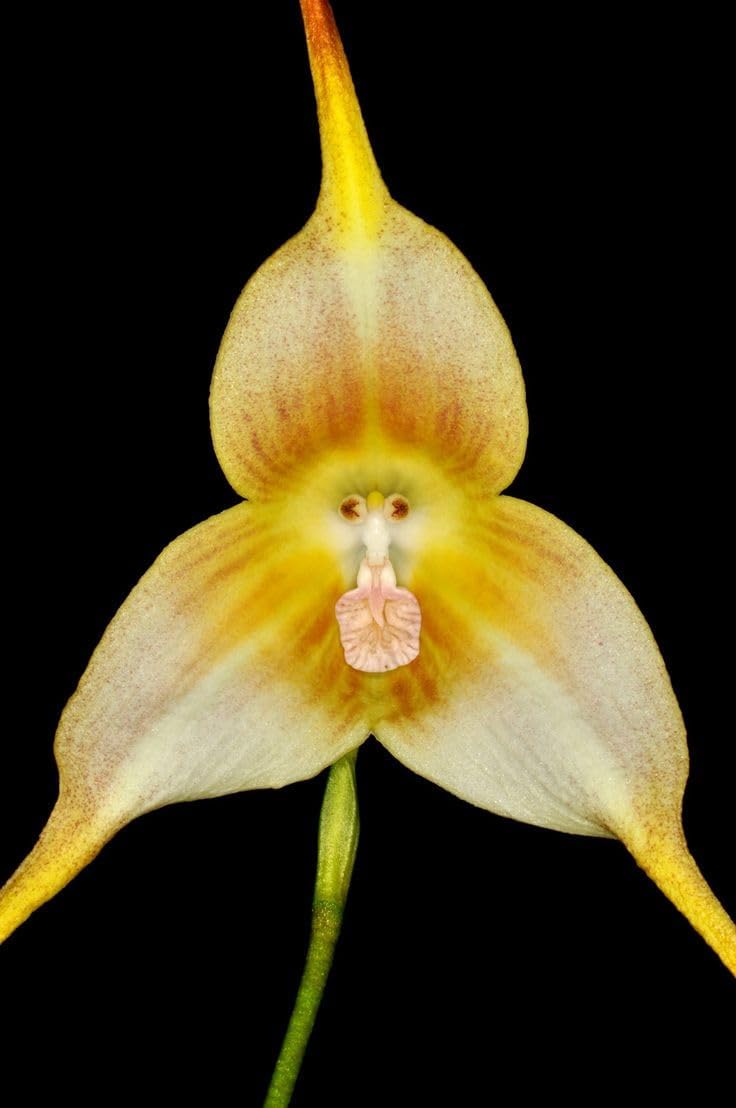 Monkey Orchid Flower Seeds 1 for Planting 100 - Orchid for planting in home garden